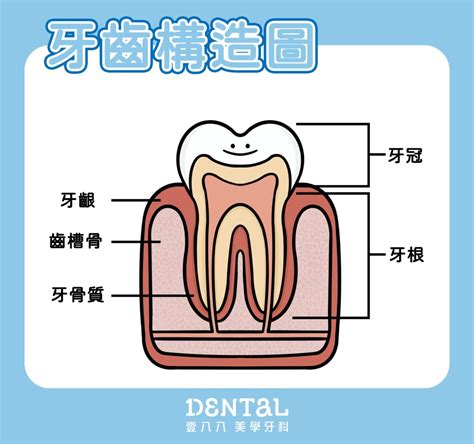 門牙下面的牙齒|瞭解牙齒的各部分構造和功能